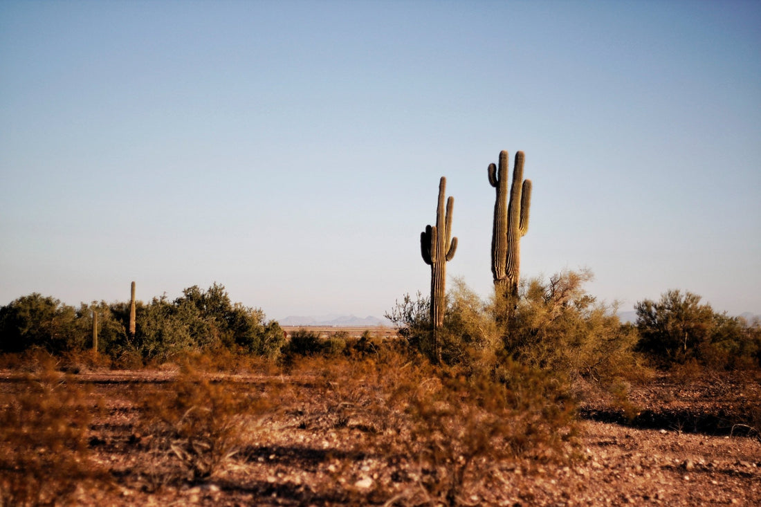 The benefits of cactus leather - Primavera Marketplace